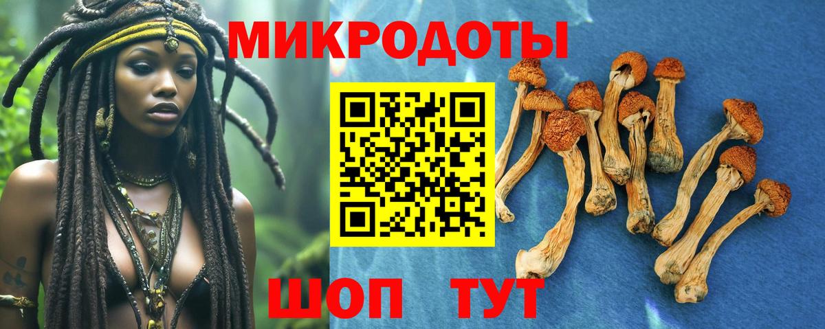 Псилоцибиновые грибы Psilocybe Сланцы